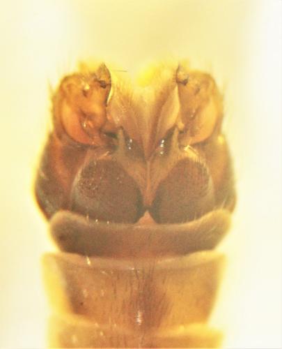 Réf. 256 230 : Tipula pilicauda